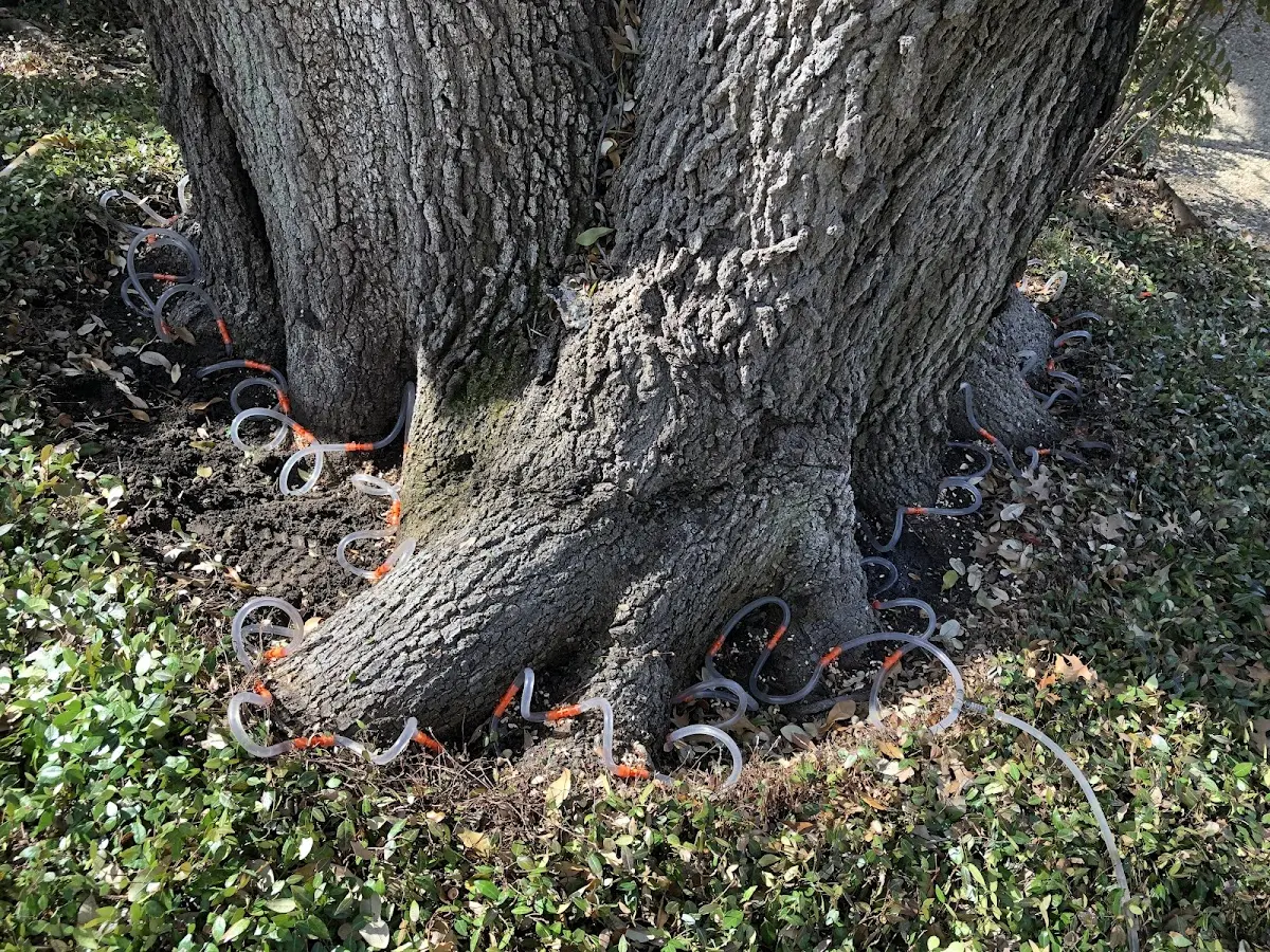Detailed Tree Cabling and Bracing job site in Hailey