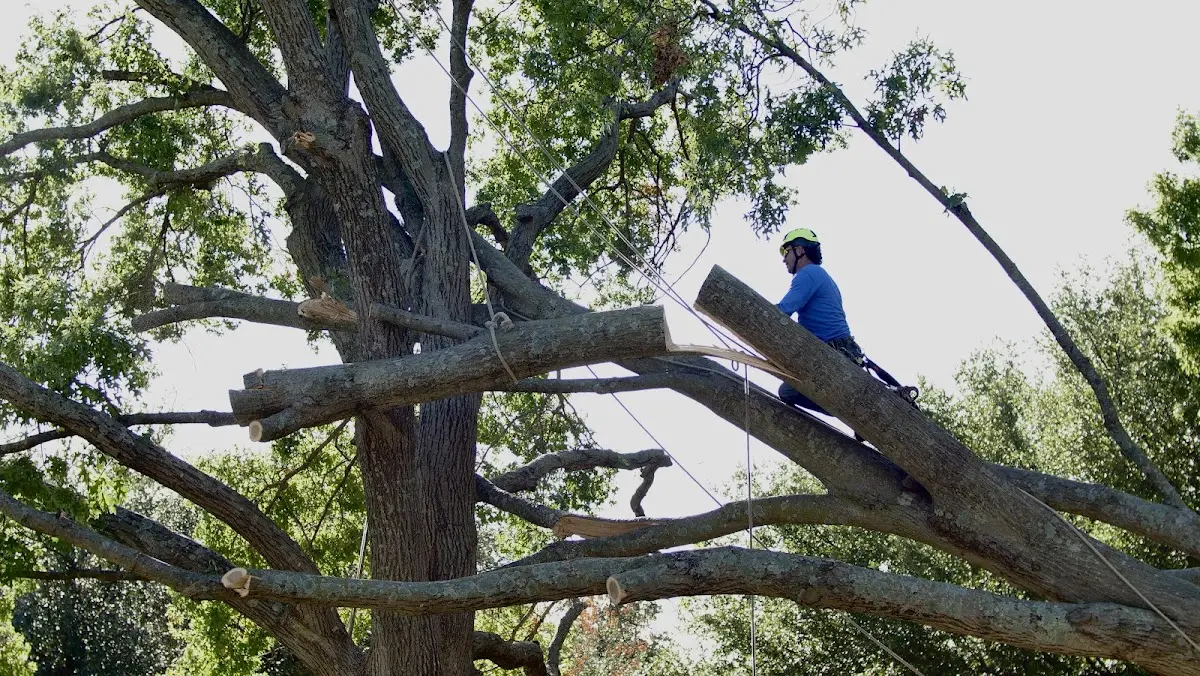 Professional Crown Thinning performed by certified arborists in Hailey