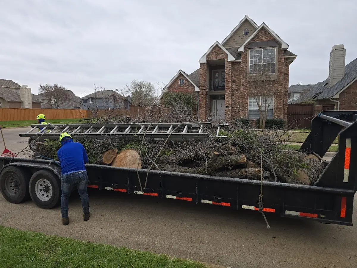 Expert Tree Pest Control with proper safety equipment in Hailey